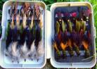 50 Late and Early Season Fly Collection Boxed