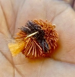 The Cockroach  Polyzosteria yingina fly 